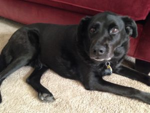 K9 Sam, always alert to danger and ready to solve the case